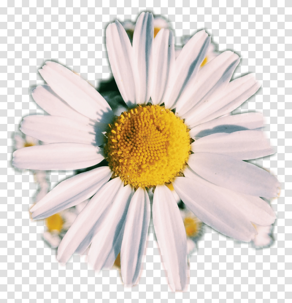 Photo Photography Daisy Af Aesthetic Flower White White White Aesthetic Flower, Plant, Daisies, Blossom, Pollen Transparent Png