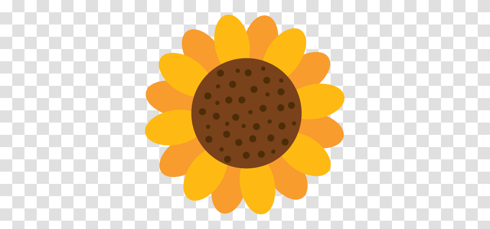 Photo, Plant, Flower, Blossom, Sunflower Transparent Png