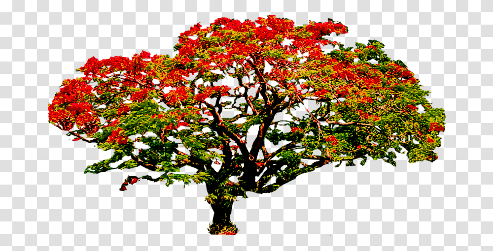 Photo Poinciana3 Zpsay93z9di Tree Flower Cartoon, Plant, Leaf, Maple, Blossom Transparent Png