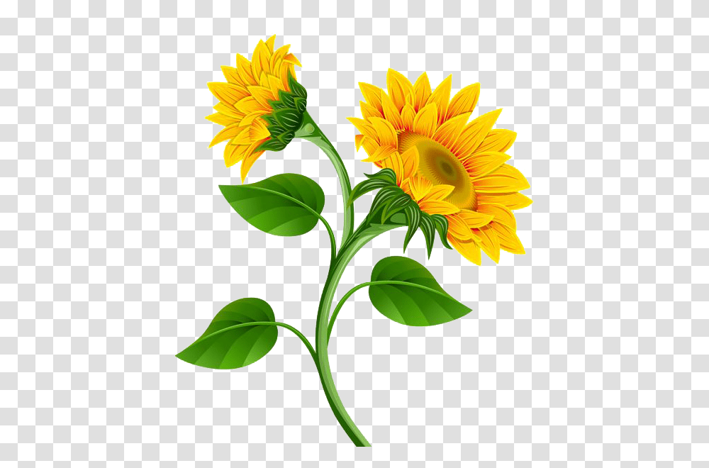 Photo Sunflower Clipart, Plant, Blossom, Daisy, Daisies Transparent Png