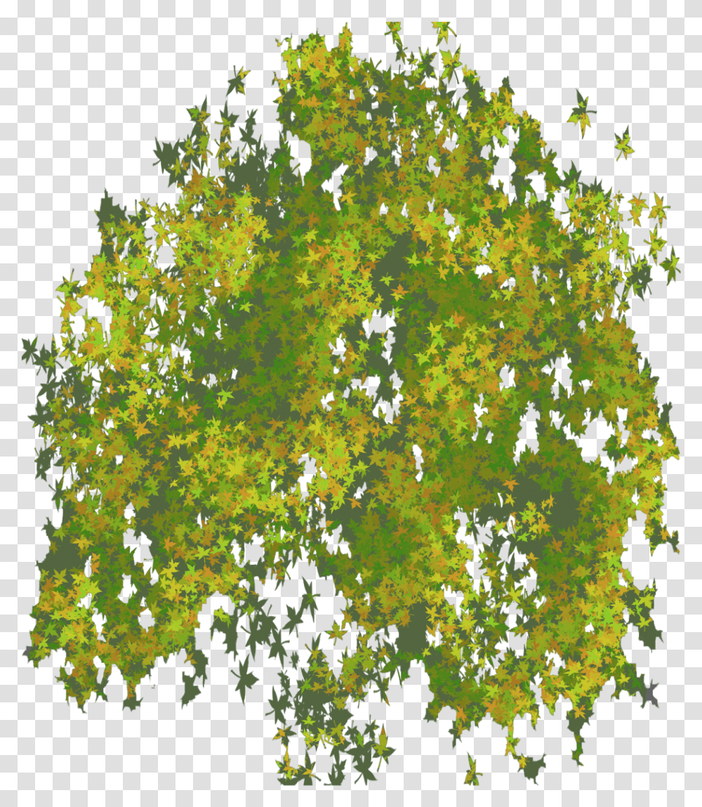 Photo Top Tree Tree Leaf Top View, Ornament, Pattern, Fractal, Nature Transparent Png