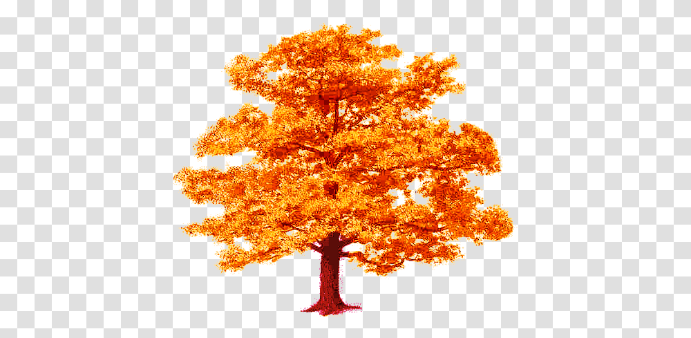 Photo Tree Fall 1 Autumn Album Jossie Fotkicom Strong Is Your Faith, Maple, Plant, Leaf Transparent Png