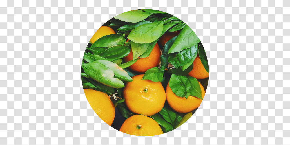 Photo - Debbie Saslaw Oranges, Citrus Fruit, Plant, Food, Bowl Transparent Png