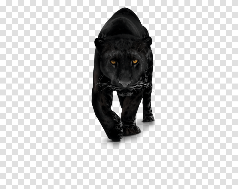 Photo X Panther Animal Black Panther, Wildlife, Mammal, Leopard, Jaguar Transparent Png