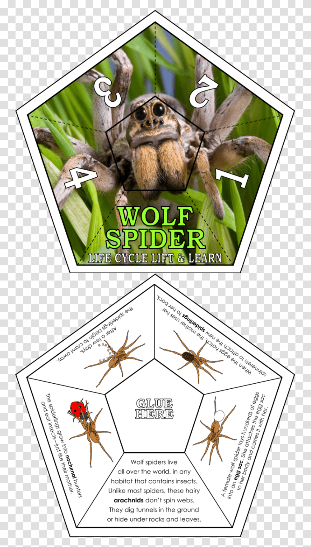 Photogenic Spiders, Insect, Invertebrate, Animal, Poster Transparent Png