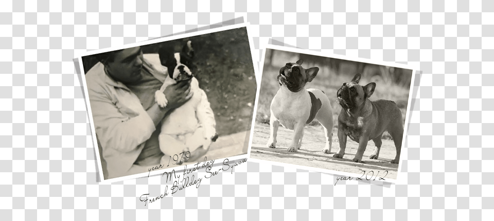 Photograph, Person, Human, Bulldog, Pet Transparent Png