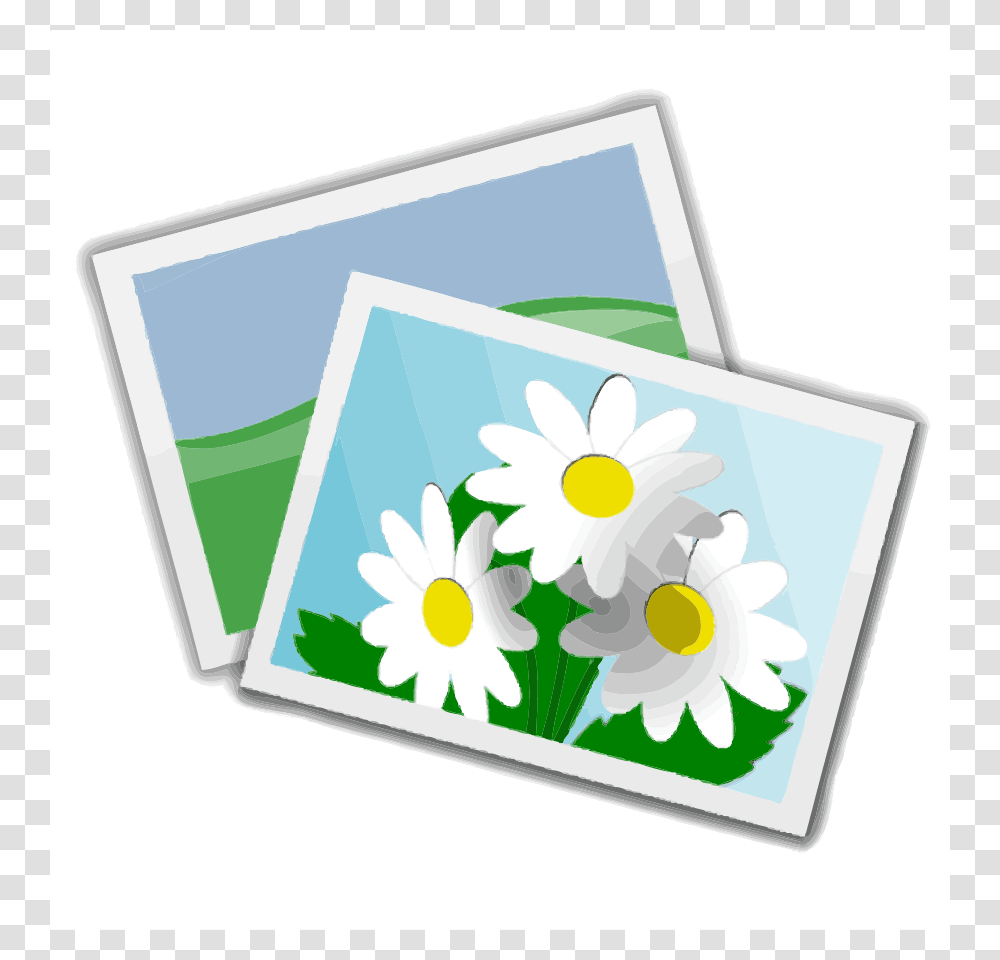 Photographs Cliparts, Plant, Daisy, Flower, Daisies Transparent Png