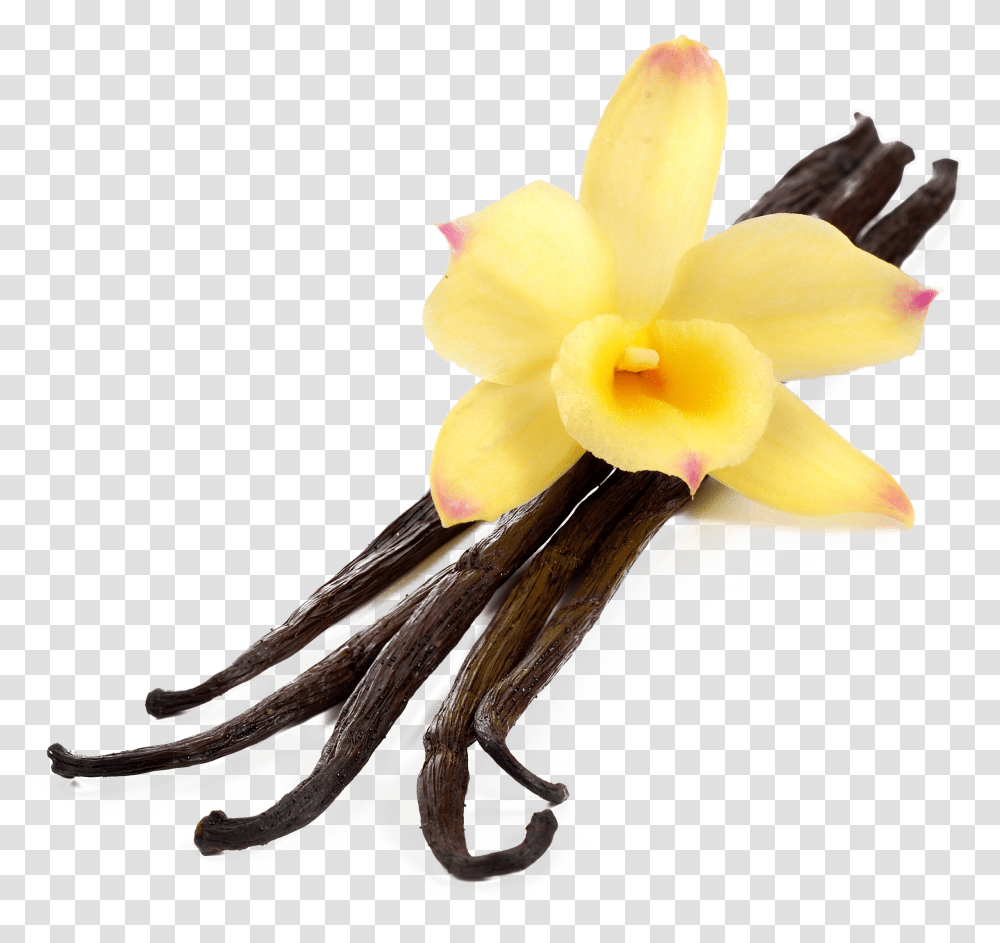 Photographs Concentrate Vanilla, Plant, Flower, Blossom, Daffodil Transparent Png