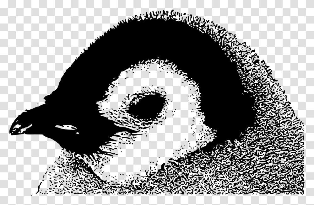 Photography Black White Penguin, Animal, Bird Transparent Png