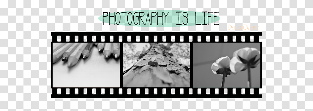 Photography Is Life Portugal Em Selos 2005, Collage, Poster, Advertisement, Plant Transparent Png