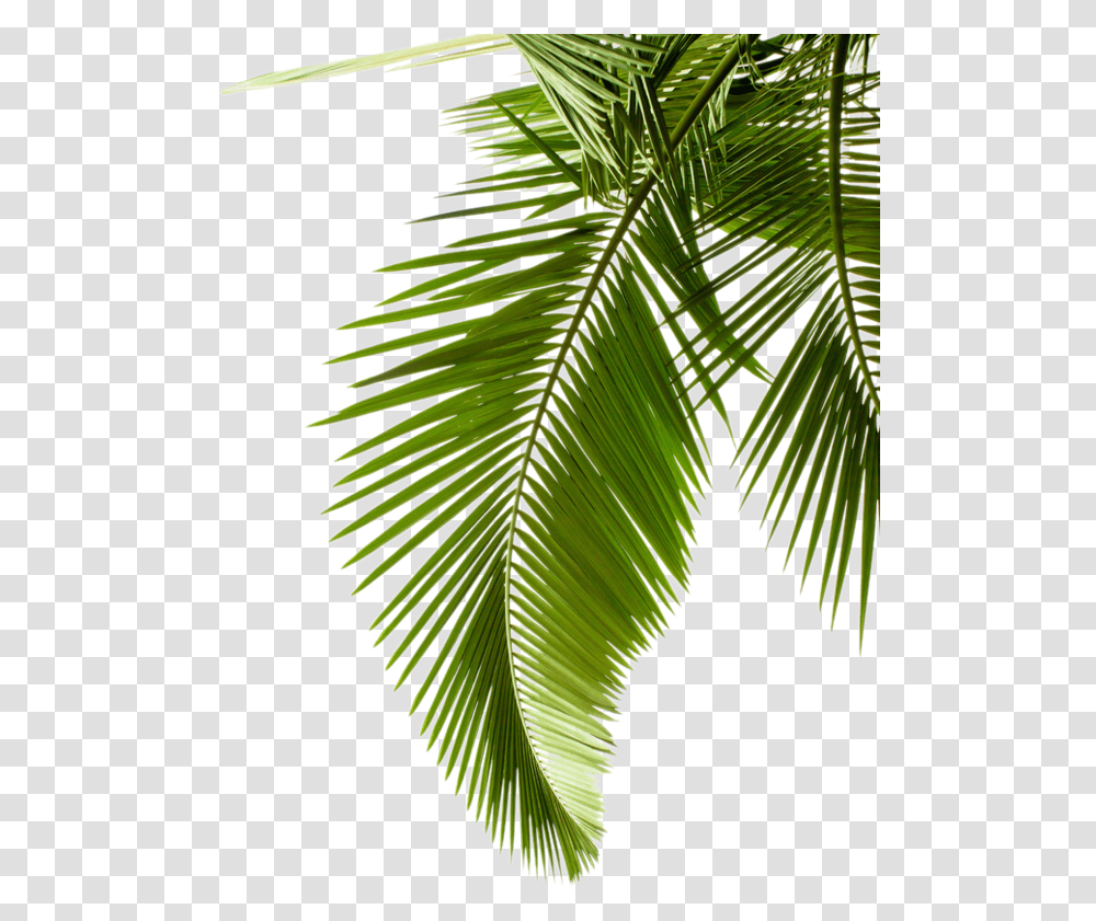 Photography Tree Arecaceae Palm Leaves Coconut Leaf, Plant, Green, Vegetation, Palm Tree Transparent Png