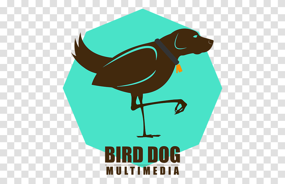 Photography Videography Bird Dog Multimedia Illustration, Animal, Flamingo, Poster, Advertisement Transparent Png