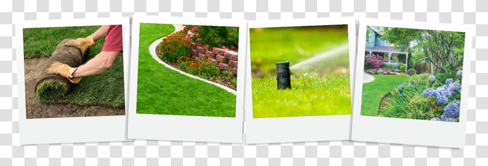 Photos, Grass, Plant, Collage, Poster Transparent Png