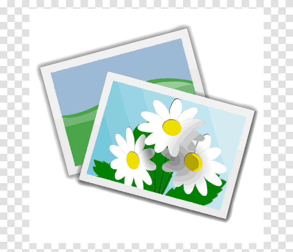 Photos, Nature, Plant, Flower, Blossom Transparent Png