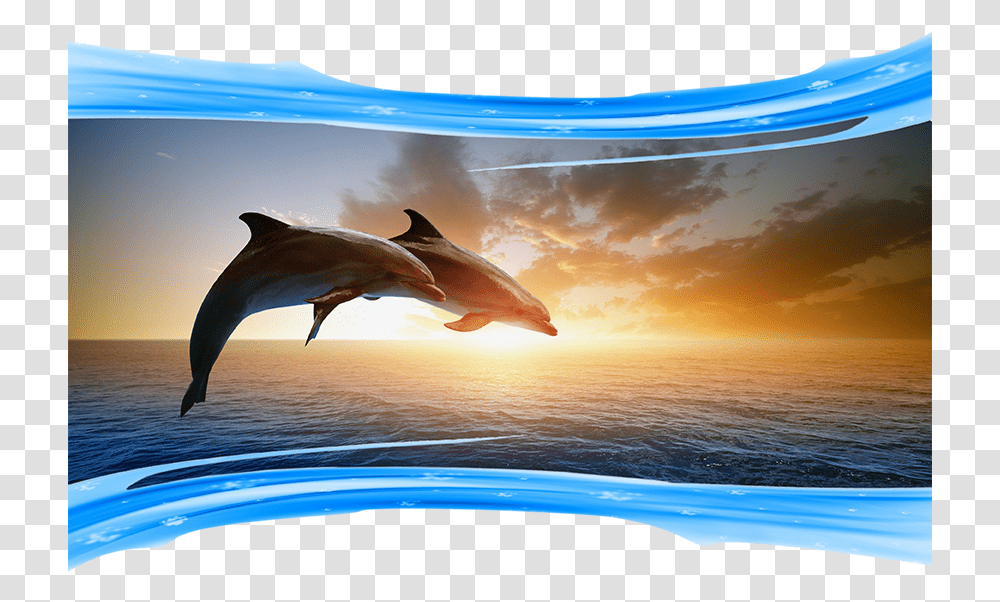 Photos Of Dolphins Jumping Bottlenose Dolphins In A Sunset, Bird, Animal, Mammal, Sea Life Transparent Png