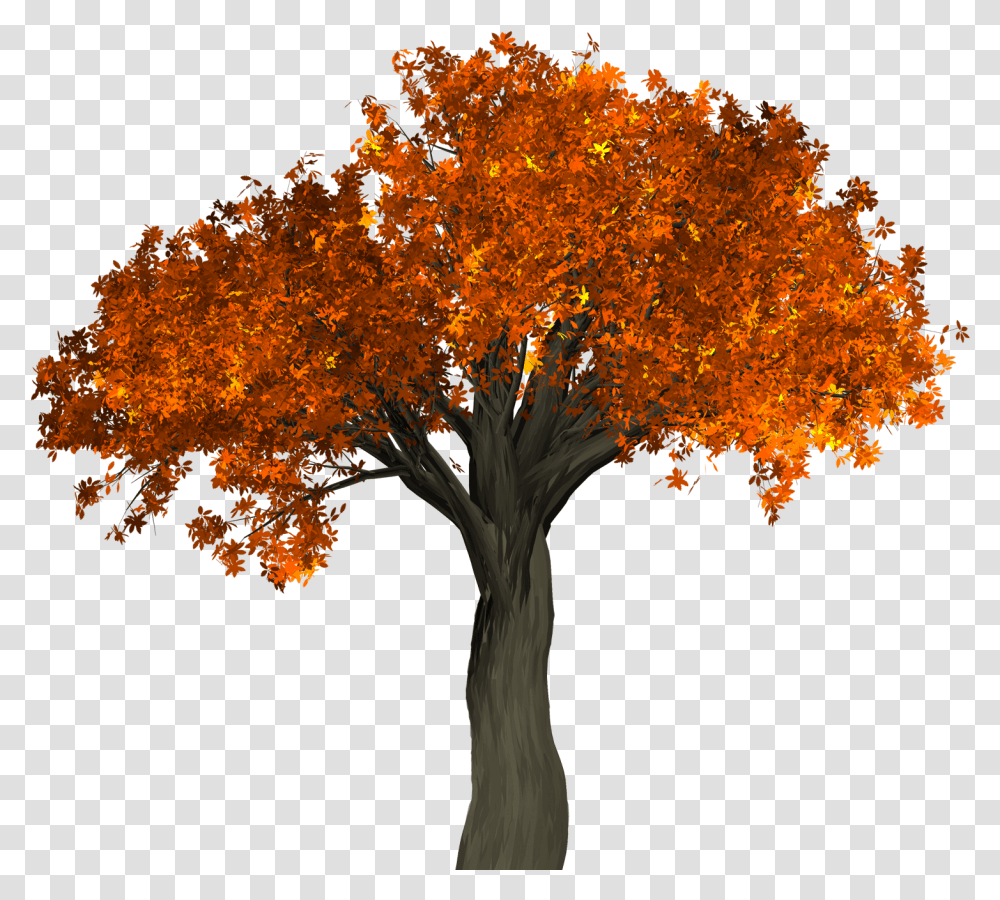 Photos Of Tree, Plant, Maple, Leaf, Tree Trunk Transparent Png