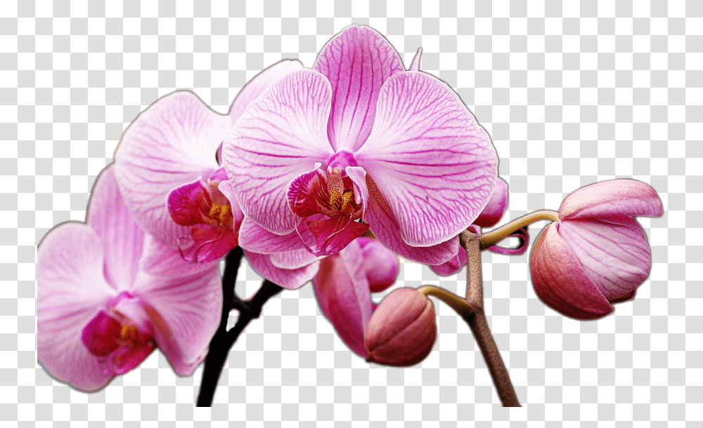 Photos Orchids E, Plant, Flower, Blossom, Geranium Transparent Png