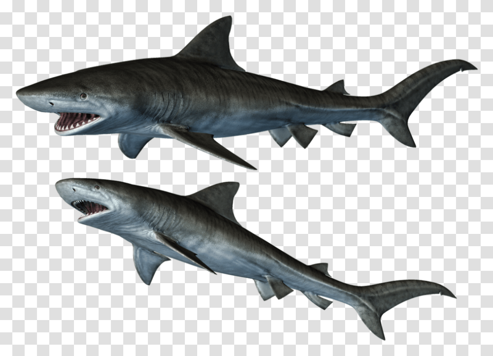 Photos Sharks Stock, Sea Life, Fish, Animal, Great White Shark Transparent Png