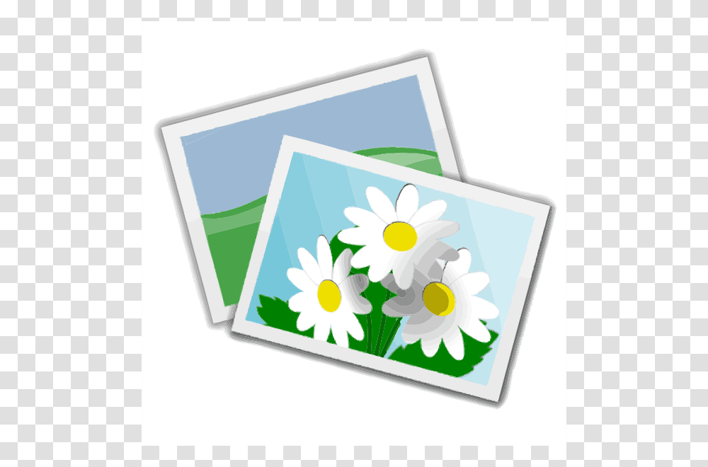 Photos With Nature Clip Arts For Web, Plant, Daisy, Flower, Daisies Transparent Png