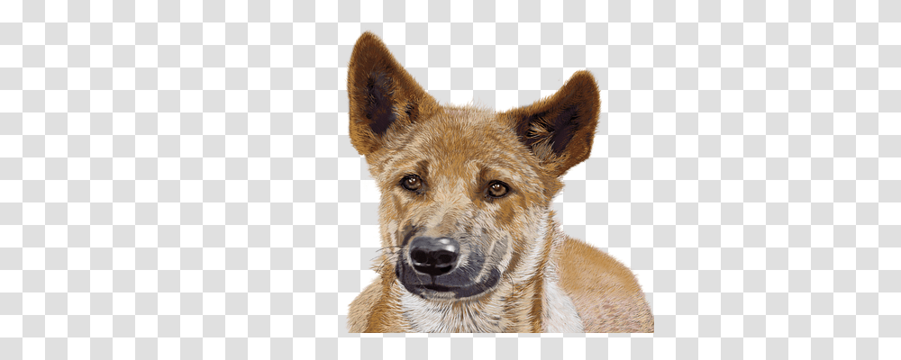 Photoshop Technology, Coyote, Mammal, Animal Transparent Png