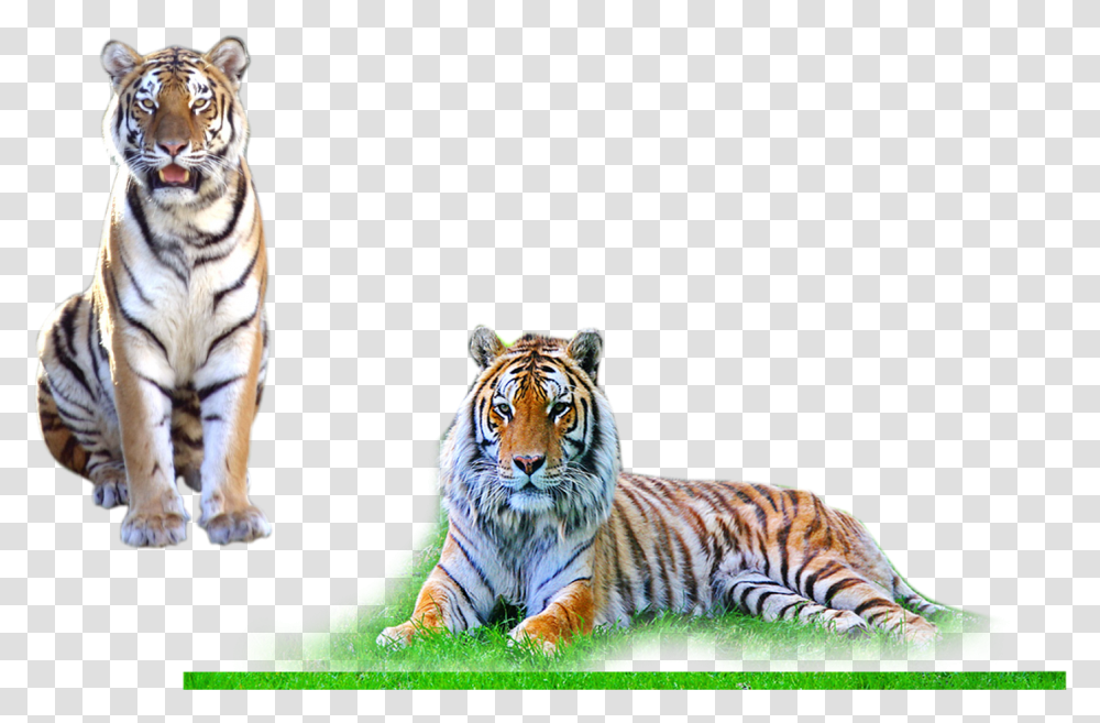 Photoshop Background Hd, Tiger, Wildlife, Mammal, Animal Transparent Png