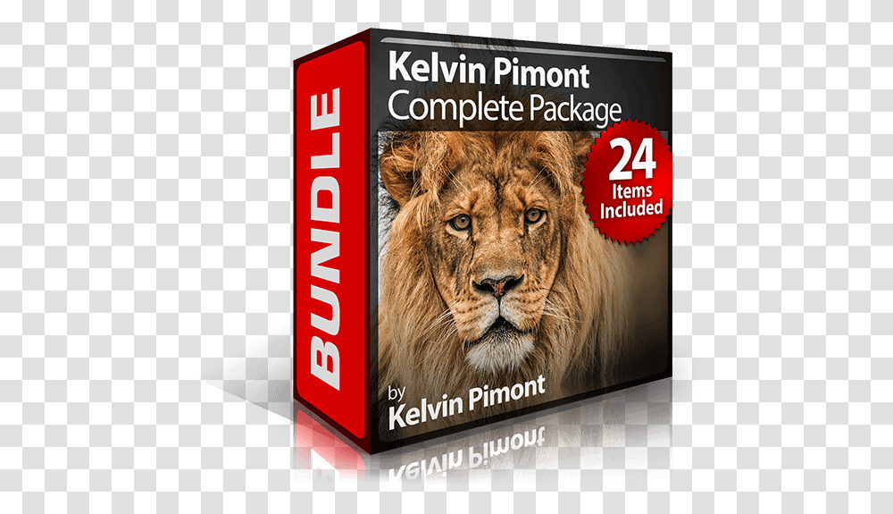 Photoshop Brushes Pack, Lion, Wildlife, Mammal, Animal Transparent Png