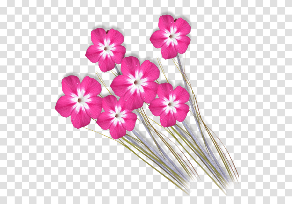 Photoshop Clipart Format Photoshop Flower Background New, Plant, Blossom, Geranium, Flower Arrangement Transparent Png