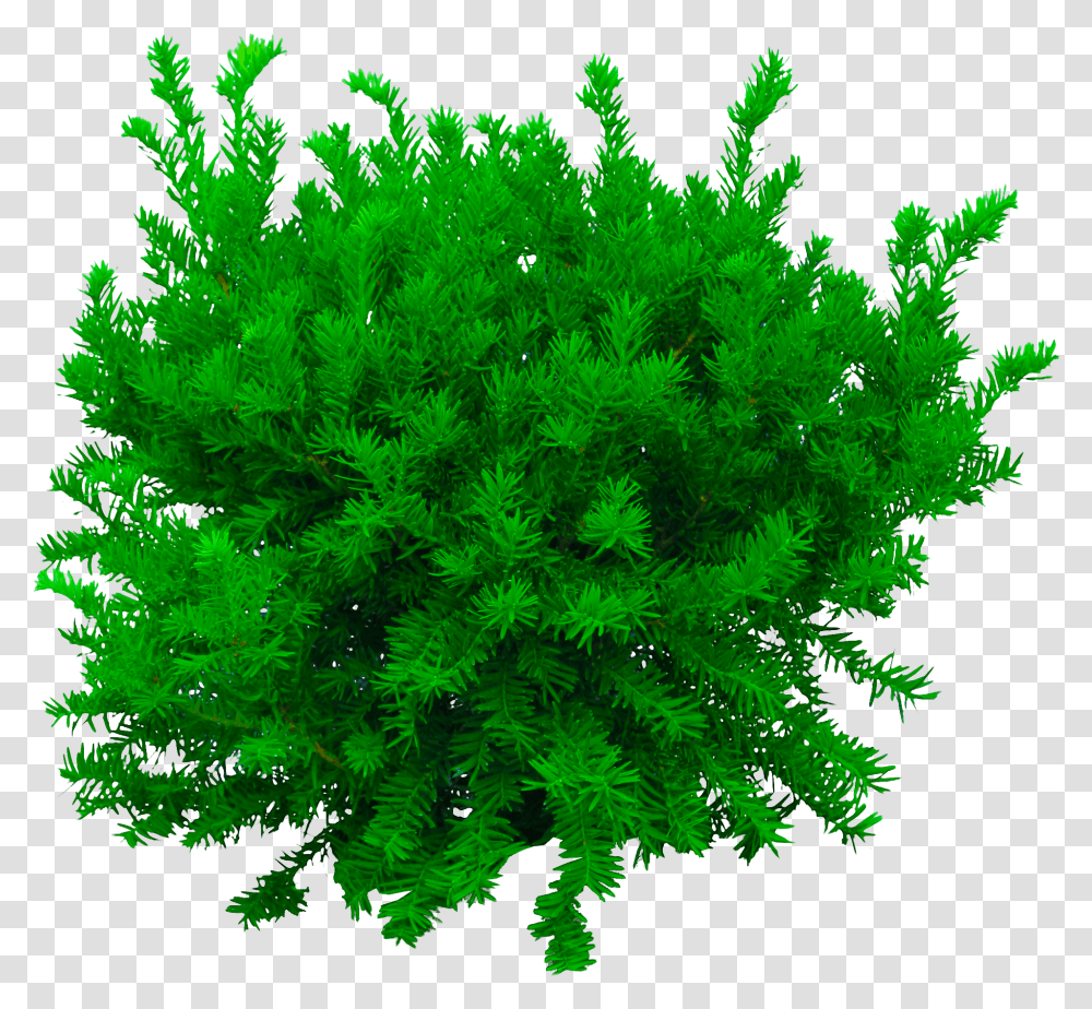 Photoshop Editing Cb Edits Bush Tree, Vegetation, Plant, Moss, Green Transparent Png
