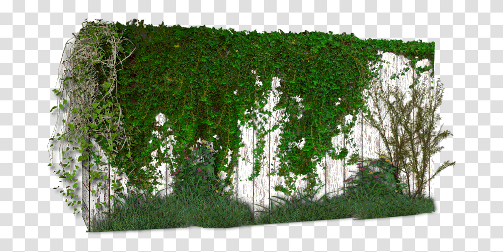 Photoshop Enredadera Vine On Wall, Plant, Hedge, Fence, Outdoors Transparent Png