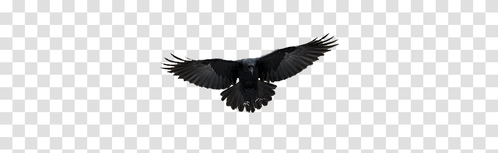 Photoshop In Crow, Bird, Animal, Vulture, Blackbird Transparent Png