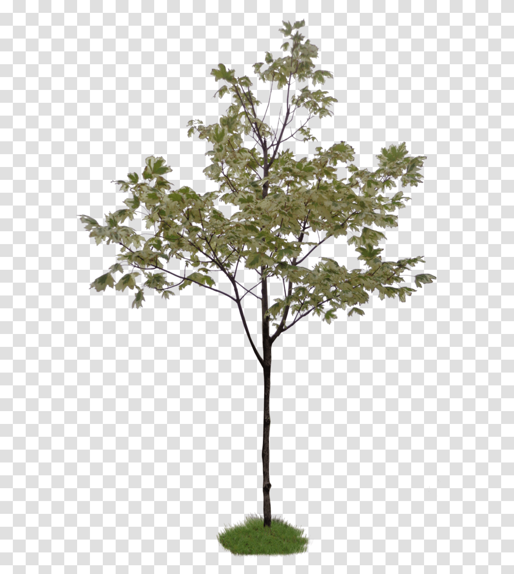 Photoshop Little Tree Download Little Tree Without Background, Plant, Leaf, Maple, Flower Transparent Png