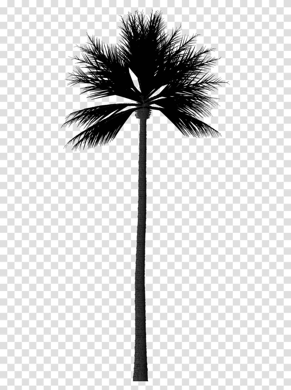Photoshop Palm Tree Silhouette, Lamp Post, Emblem, Weapon Transparent Png
