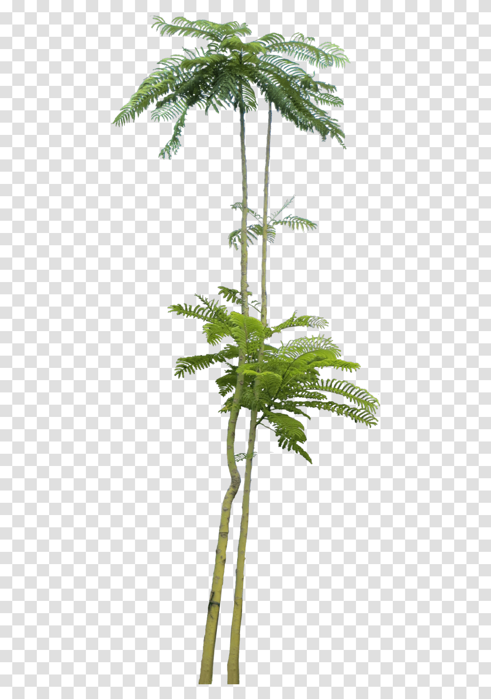 Photoshop Plant, Tree, Palm Tree, Arecaceae, Leaf Transparent Png