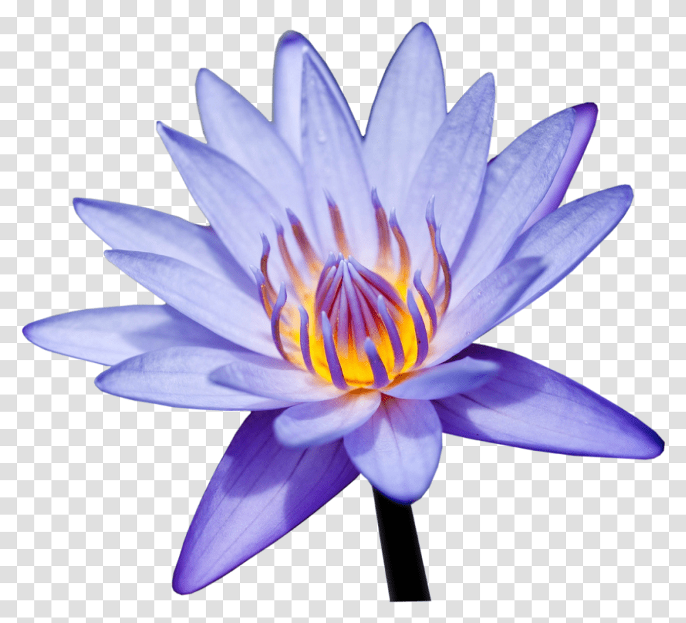 Photoshop Portable Network Graphics, Plant, Lily, Flower, Blossom Transparent Png