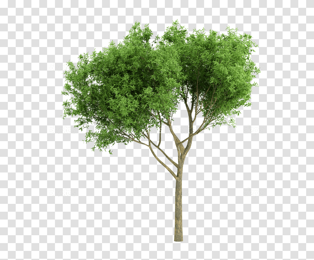 Photoshop Rendering Tree Elevation, Plant, Bush, Vegetation, Tree Trunk Transparent Png