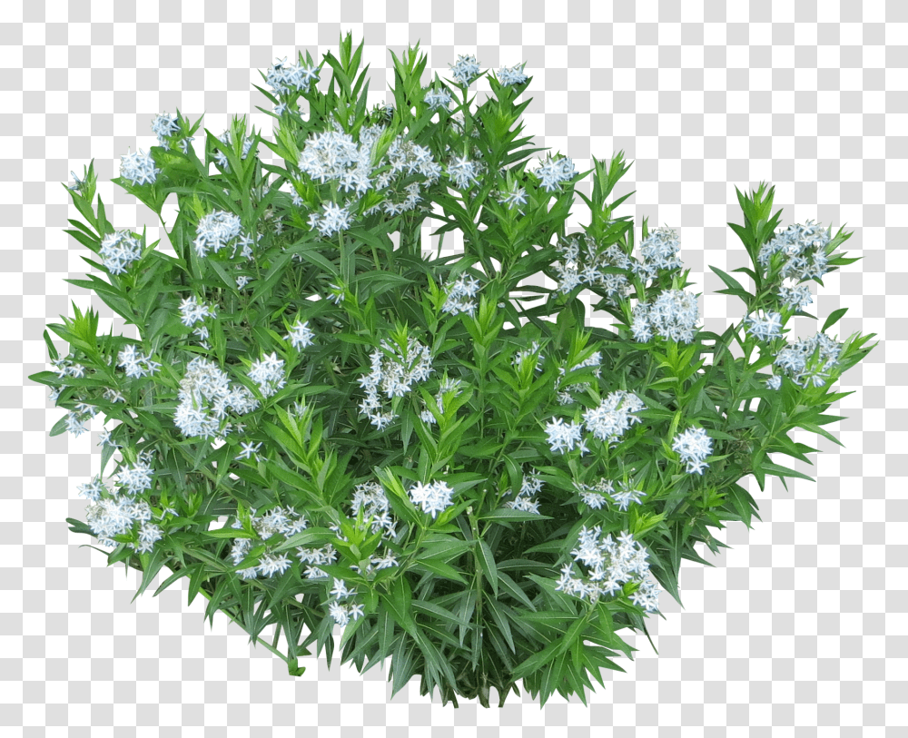 Photoshop Shrubs White Flower Bush, Plant, Blossom, Potted Plant, Vase Transparent Png