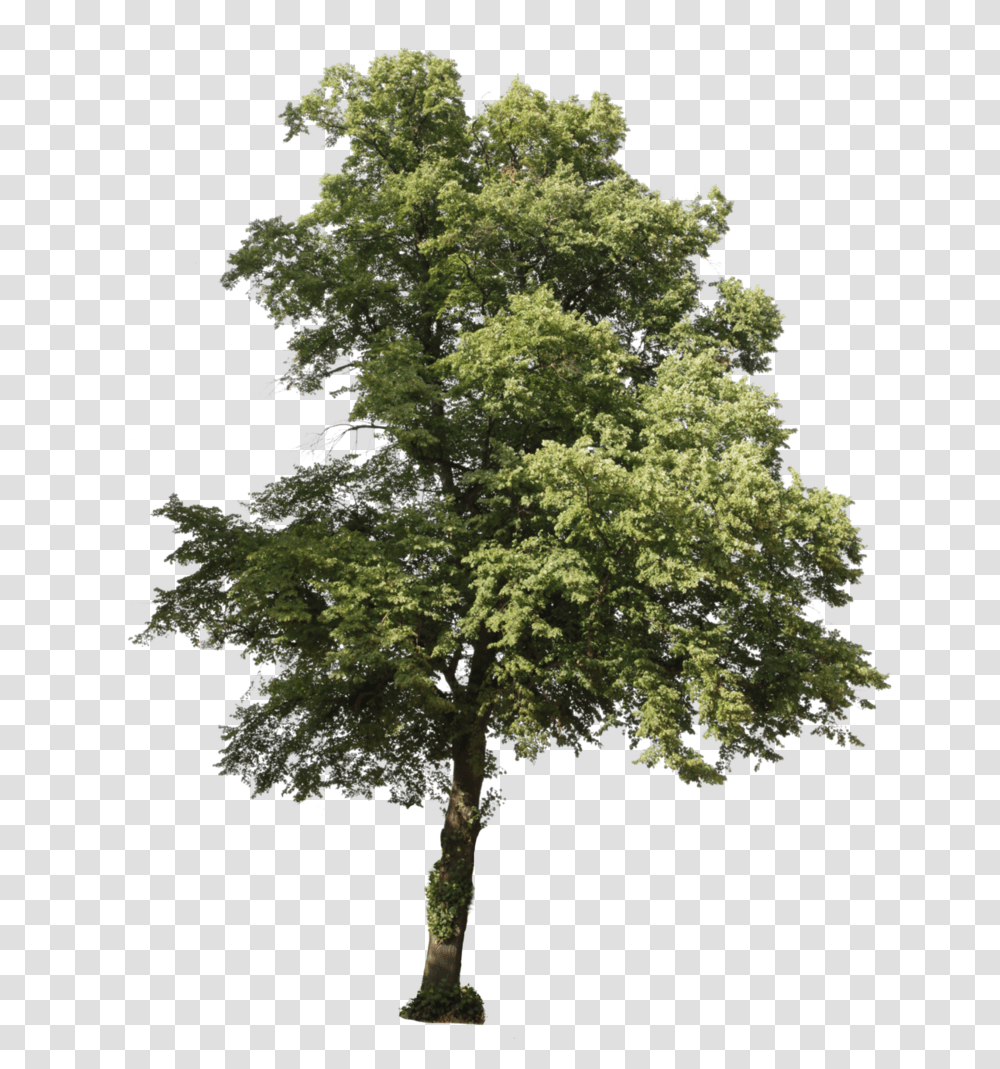 Photoshop Tree Brushes Pinus Brutia, Plant, Maple, Oak, Tree Trunk Transparent Png