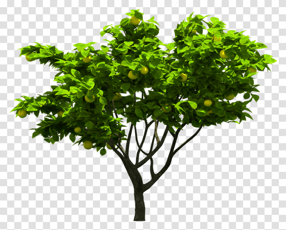 Photoshop Tree Hd, Plant, Bush, Vegetation, Vase Transparent Png