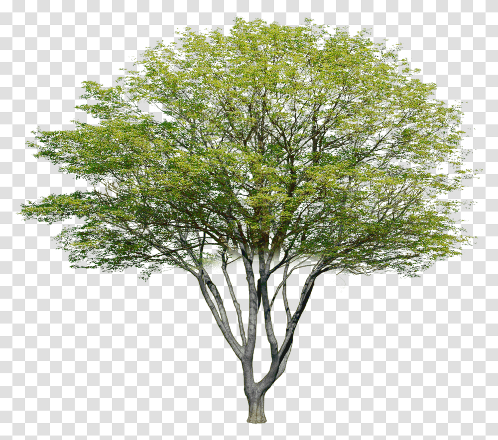 Photoshop Tree Multi Stem Tree Photoshop, Plant, Maple, Tree Trunk, Leaf Transparent Png
