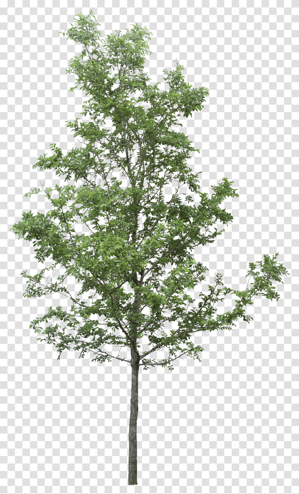 Photoshop Tree Transparent Png