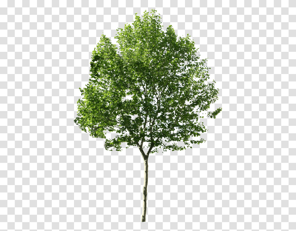 Photoshop Trees No Background, Plant, Maple, Tree Trunk, Oak Transparent Png