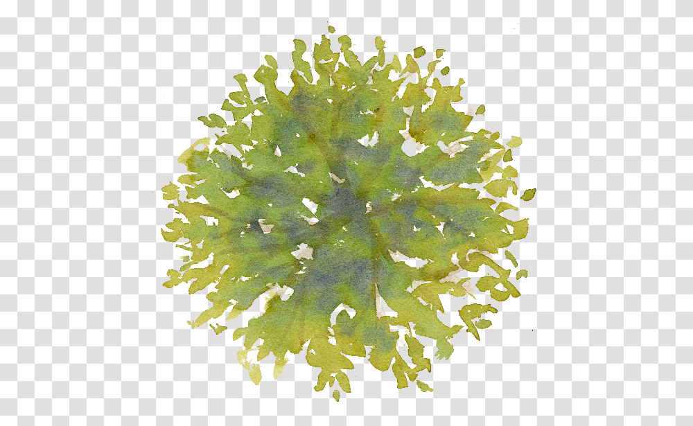 Photoshop Trees Plan Tree In Plan, Rug, Plant, Pattern Transparent Png