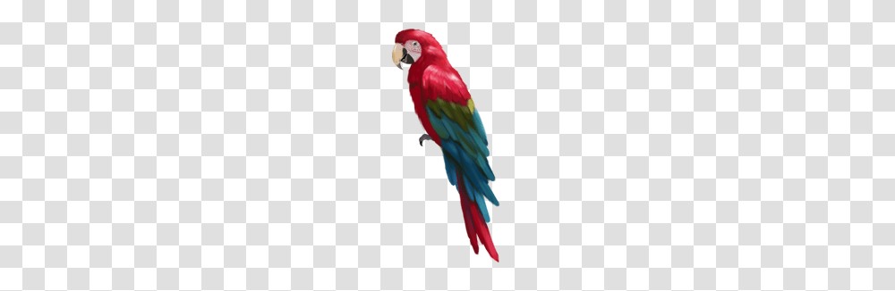 Photoshop Vector Genius, Macaw, Parrot, Bird, Animal Transparent Png