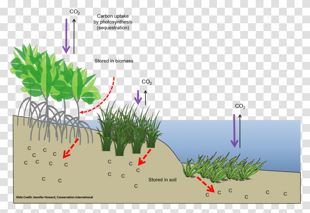 Photosynthesis In Salt Marshes, Vegetation, Plant, Bush, Outdoors Transparent Png