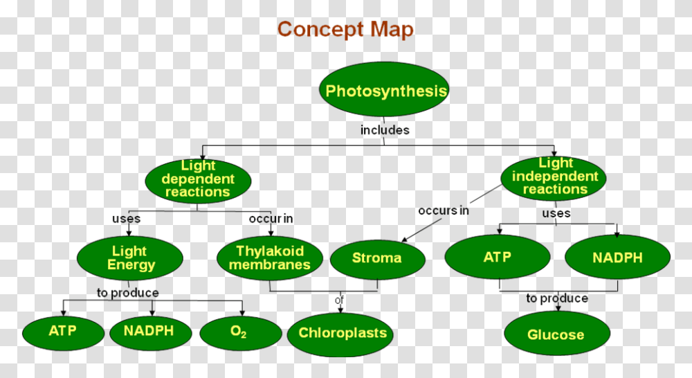Photosynthesis Plant Physiology Concept Maps, Grass, Vegetation, Plot, Diagram Transparent Png