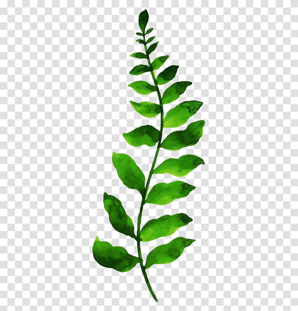 Phyllanthus Family, Leaf, Plant, Pineapple, Fruit Transparent Png