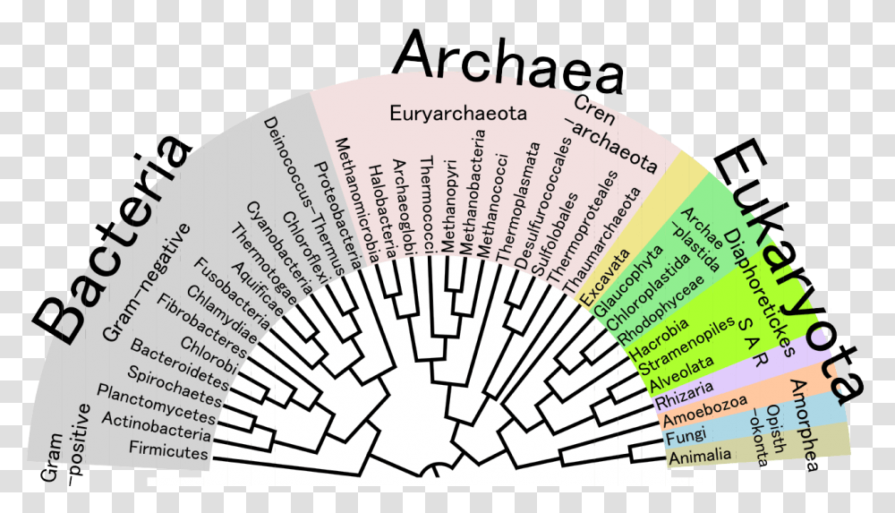 Phylogenetic Tree Of Life, Word, Flyer, Poster, Paper Transparent Png