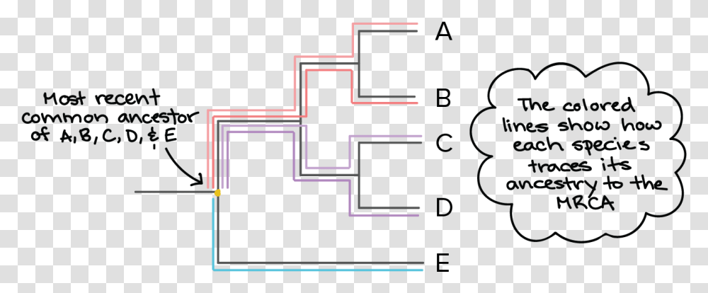 Phylogenetic Tree Root, Pac Man Transparent Png