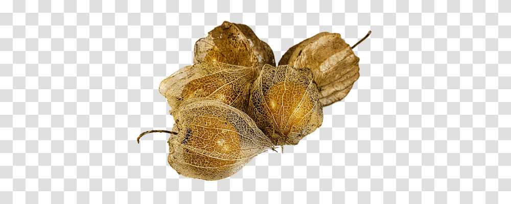 Physalis Alkekengi Nature, Plant, Nut, Vegetable Transparent Png
