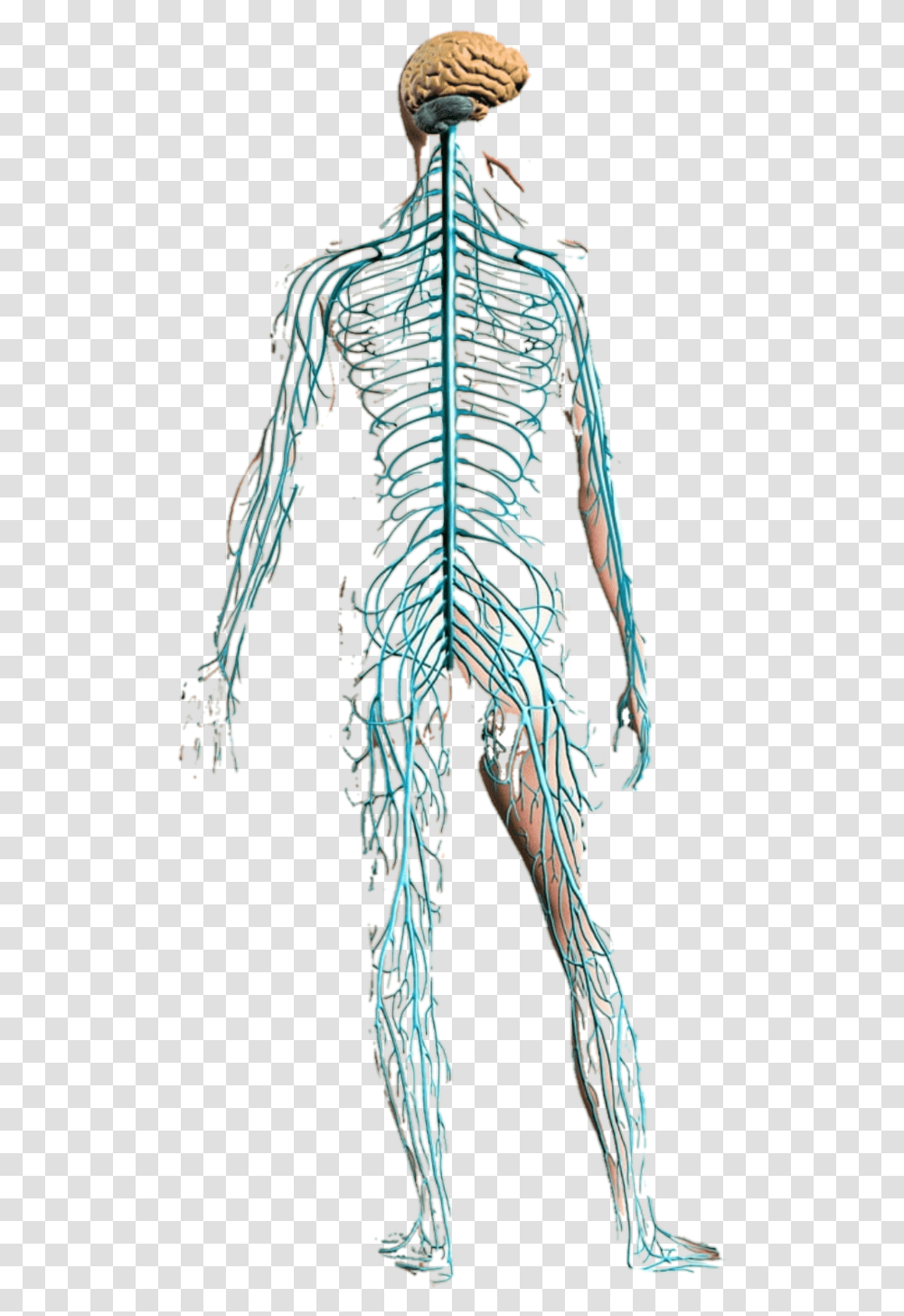 Physio Training With Gravity, Person, Pattern, Veins, People Transparent Png